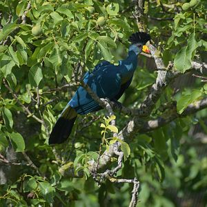 Great blue turaco