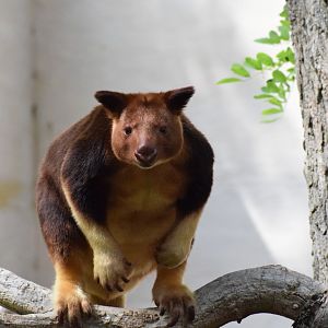 Goodfellow's tree kangaroo