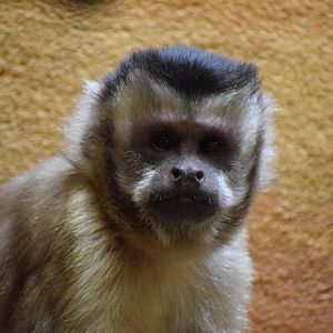 Bearded capuchin
