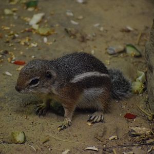 Harris's antelope squirrel