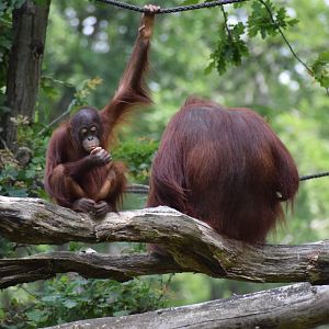 Bornean orangutan