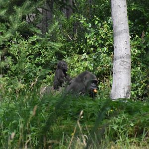 Western lowland gorilla