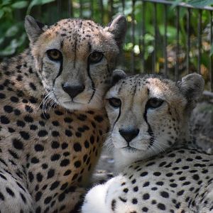 South African cheetah