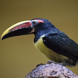 Green aracari