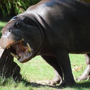 Pygmy hippopotamus
