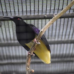 Twelwe-wired bird-of-paradise