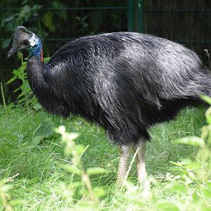 Dwarf cassowary