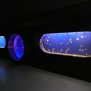 Jellyfish tanks - Svět Medúz