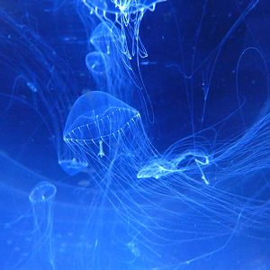 Crystal jellyfish - Svět Medúz