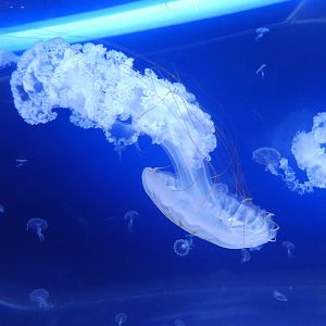 South American sea nettle - Svět Medúz