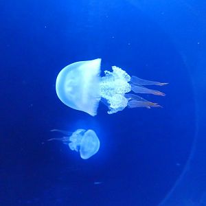 Flame jellyfish - Svět Medúz