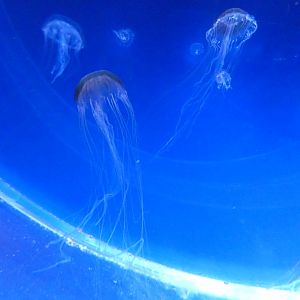 Japanese sea nettle - Svět Medúz