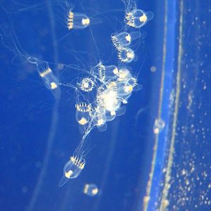 Cap jellyfish - Svět Medúz