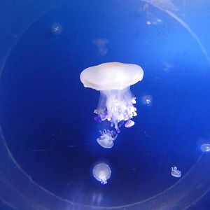 Mediterranean jellyfish - Svět Medúz