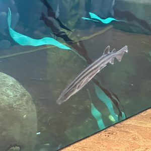 Pyjama shark (Poroderma africanum) in the African Penguin habitat