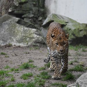 Sri Lankan leopard