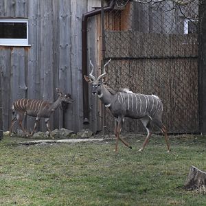 Southern lesser kudu