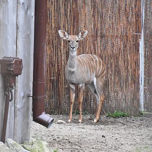 Southern lesser kudu