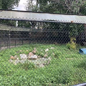 Chinese Aligator Exhibit