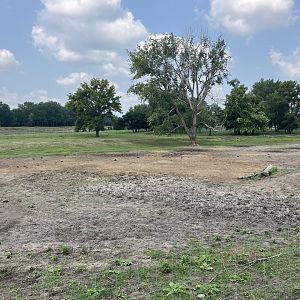 American Bison/Mule Deer/Sandhill Crane Exhibit