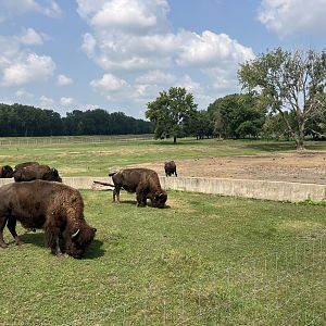American Bison/Mule Deer/Sandhill Crane Exhibit