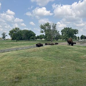 American Bison/Mule Deer/Sandhill Crane Exhibit