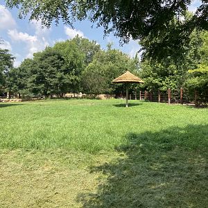 Rare Rhinos of Africa - Eastern Black Rhino Exhibit