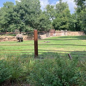 Rare Rhinos of Africa - Eastern Black Rhino Exhibit