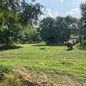 Rare Rhinos of Africa - Eastern Black Rhino Exhibit