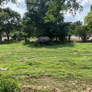 Rare Rhinos of Africa - Eastern Black Rhino Exhibit