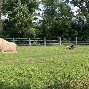 Rare Rhinos of Africa - Eastern Black Rhino Exhibit