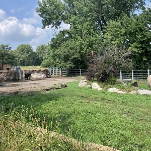 Rare Rhinos of Africa - Eastern Black Rhino Exhibit