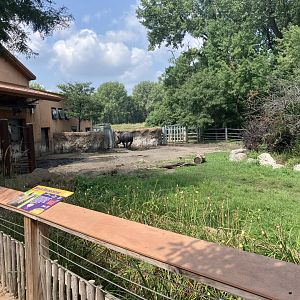 Rare Rhinos of Africa - Eastern Black Rhino Exhibit