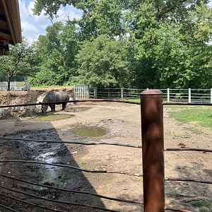 Rare Rhinos of Africa - Eastern Black Rhino Exhibit