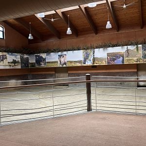 Rare Rhinos of Africa - Eastern Black Rhino Indoor Exhibit