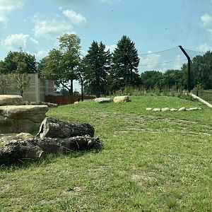 Africa - New African Lion Exhibit #1