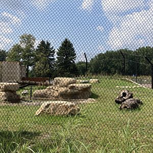 Africa - New African Lion Exhibit #1