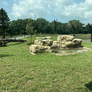 Africa - New African Lion Exhibit #1