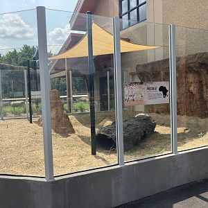 Africa - New Outdoor Meerkat Exhibit