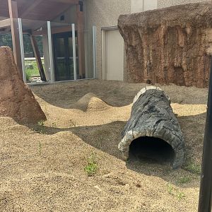 Africa - New Outdoor Meerkat Exhibit