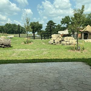 Africa - New African Lion Exhibit #1