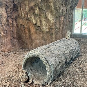 Africa - New Indoor Meerkat Exhibit