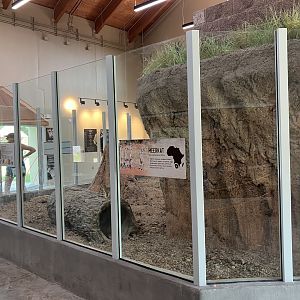 Africa - New Indoor Meerkat Exhibit