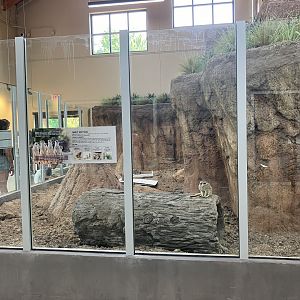 Africa - New Indoor Meerkat Exhibit