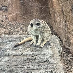 Meerkat