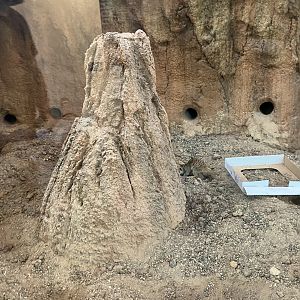 Africa - New Indoor Meerkat Exhibit