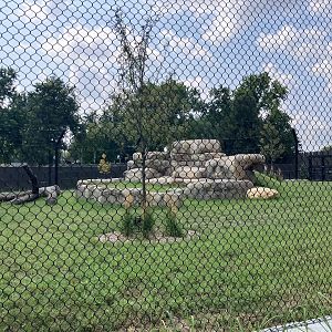 Africa - New Outdoor Lion Exhibit #2