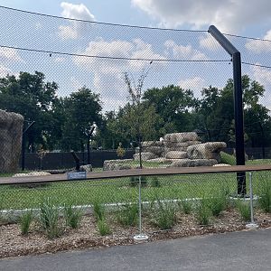 Africa - New African Lion Exhibit #2