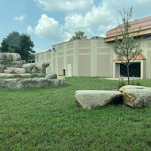 Africa - New African Lion Exhibit #2