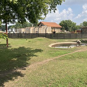 Africa - Grevy's Zebra/Grey-Crowned Crane Exhibit